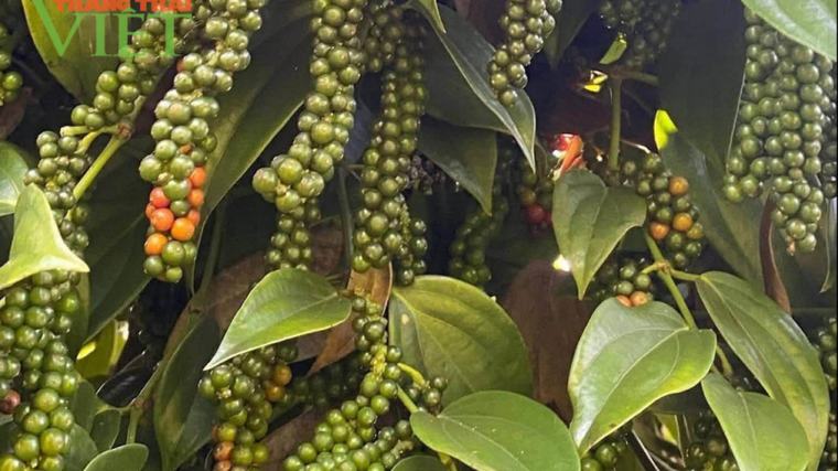 Giá tiêu thu mua đi ngang, lo ngại thời tiết vụ mới