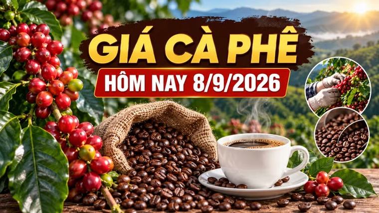 Giá cà phê hôm nay 8/9: Trong nước và thế giới cùng ổn định