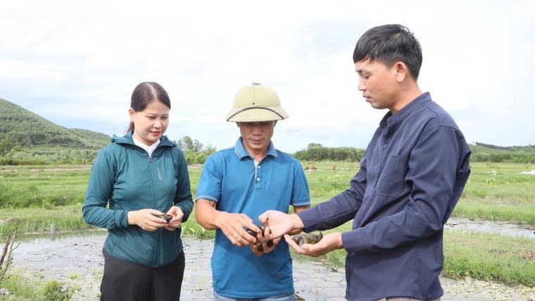 Ốc bươu đen mở hướng làm ăn mới trên đất kém hiệu quả ở Hà Tĩnh
