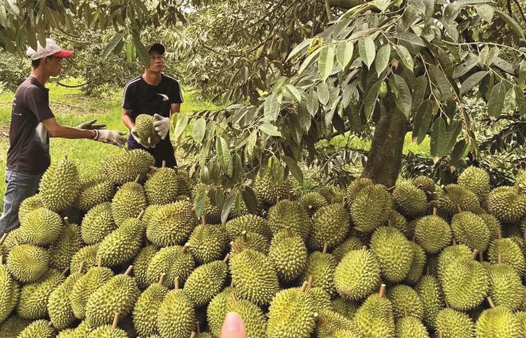 Trung Quốc vừa cấp thêm gần 570 mã vùng trồng sầu riêng Việt Nam