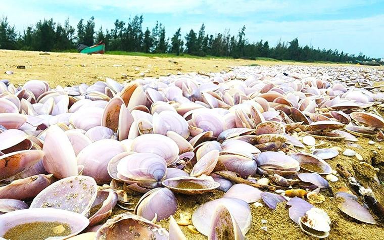 Vụ vỏ ngao tấp vào bờ dày đặc: Thuê thợ lặn ra biển lấy mẫu ngao còn sống để xét nghiệm