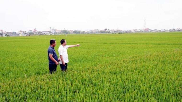 Sáp nhập thành công tỉnh Nam Định, Hà Nam cũ, đây là kiểu cánh đồng quan trọng mà tỉnh Ninh Bình đang nhân rộng