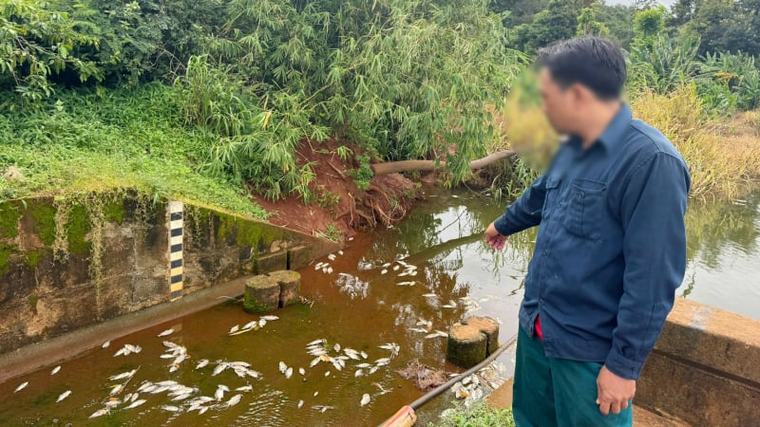 Xác minh nguyên nhân cá chết hàng loạt tại hồ thủy lợi ở Đắk Lắk