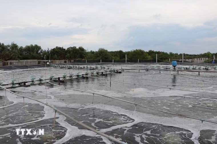 Vĩnh Long phát triển nuôi tôm công nghệ cao phục vụ xuất khẩu