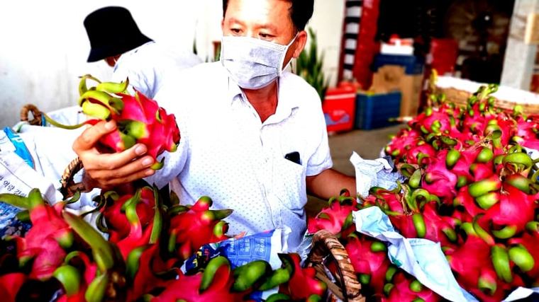 Nông dân Việt Nam xuất sắc 40 năm đổi mới đến từ Tây Ninh (Long An cũ), thoát nợ nần, mang thanh long đi chợ toàn cầu