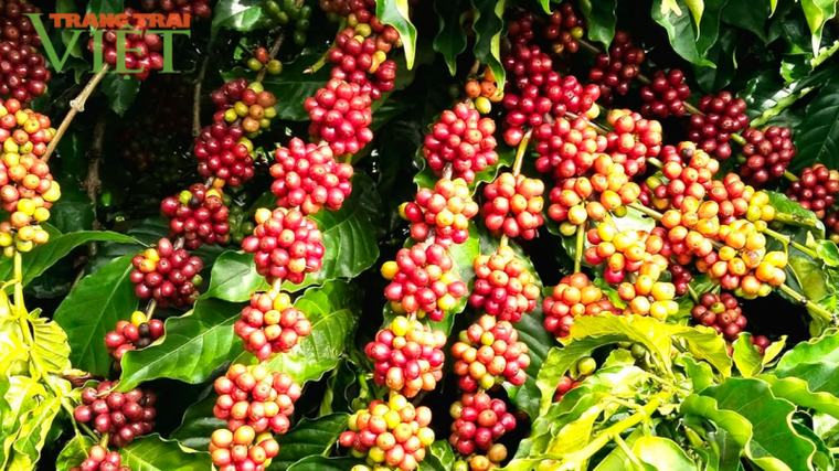 Giá cà phê vững, khả năng giá giảm sâu hơn rất khó xảy ra