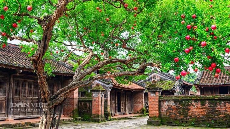 Người xưa dặn: Trồng cây cảnh ở vị trí Thanh Long, Bạch Hổ đừng tùy tiện, trồng sai hại cả nền móng, hỏng cả vận nhà