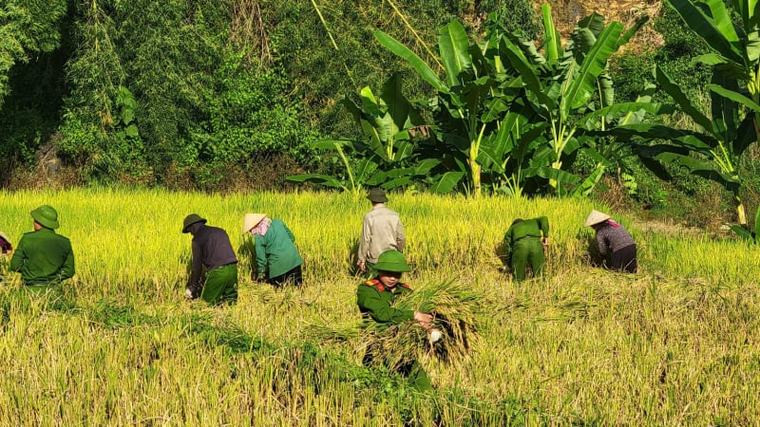 Chủ nhật xanh - Ấm tình quân dân trên cánh đồng Phan Lìn