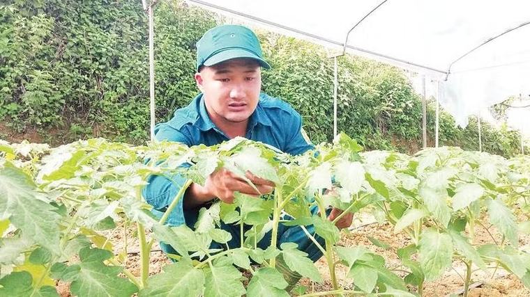 Trồng cà chua công nghệ cao thu trái ngọt