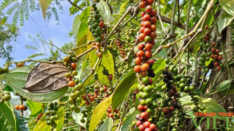 Sản lượng tiêu tại Việt Nam và Indonesia suy giảm, nguồn cung toàn cầu vẫn được giữ ở mức cân bằng