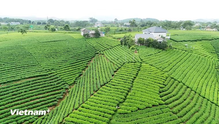 Nâng cao giá trị thương hiệu chè La Bằng của Thái Nguyên