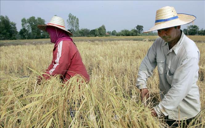 Thị trường nông sản: Giá gạo trắng 5% tấm của Thái Lan cao nhất trong 2 tháng