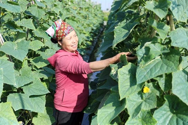 Việt Nam aims to link half of farm cooperatives with enterprises by 2030