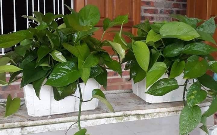 Cây phong thủy mỗi ngày: 8 cây cảnh rất hợp với người mệnh Mộc