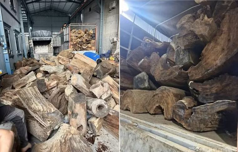 Hưng Yên: Khởi tố nhóm đối tượng buôn bán trái phép gỗ Sa mu dầu