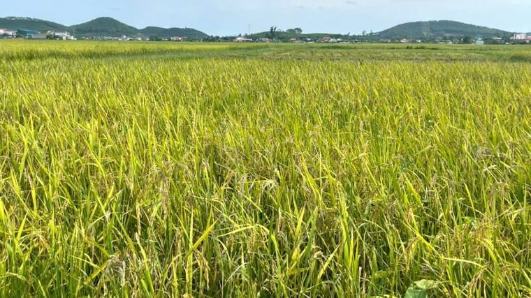 Vì sao Nghệ An có tới 6.000ha lúa hè thu bị lép hạt, khiến nông dân buồn rười rượi?