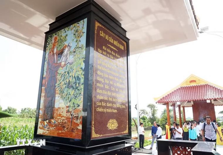 Bia kỷ niệm Bác Hồ với cây vú sữa miền Nam bên dòng kênh Chắc Răng ở Cà Mau