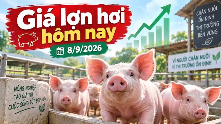 Giá lợn hơi hôm nay 8/9/2026: 4 địa phương giữ mức 60.000 đồng/kg