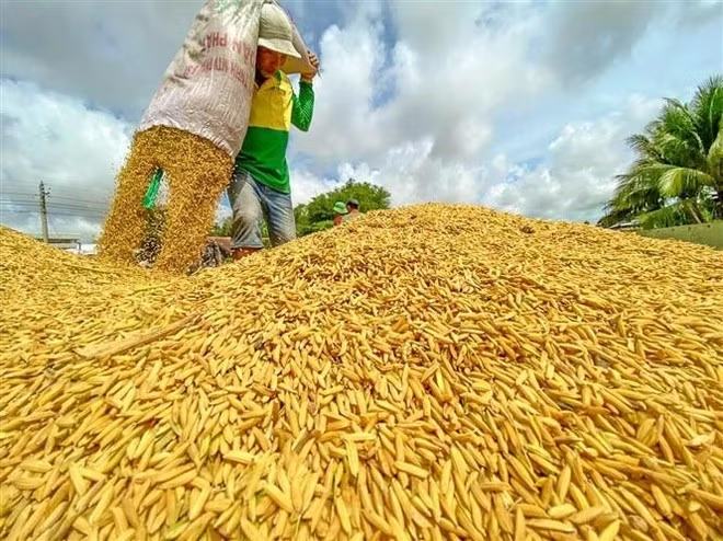 Giá gạo trắng 5% tấm của Thái Lan cao nhất trong 2 tháng