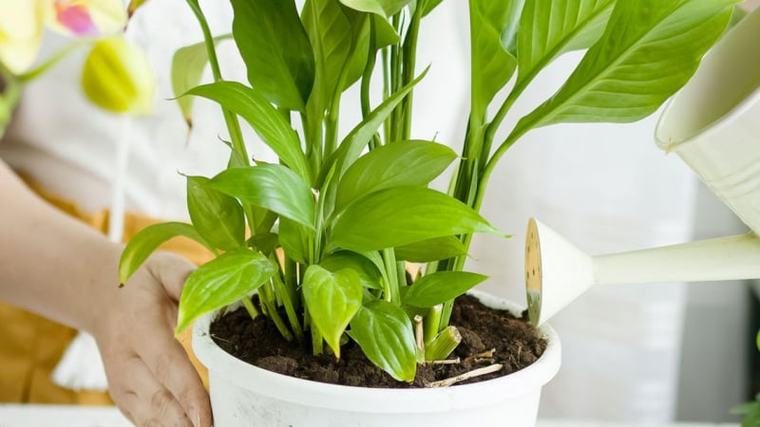 Cây phong thủy mỗi ngày: Khi cây lan ý nở hoa liên tục