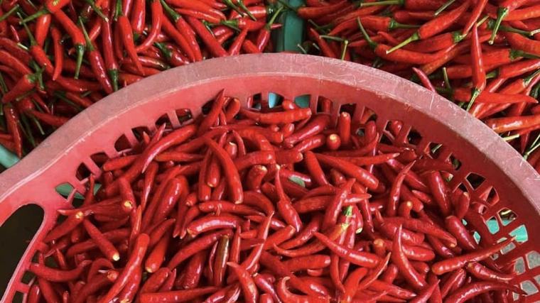 Nông dân Củ Chi phất lên nhờ chuỗi liên kết, bao tiêu ớt chỉ thiên, ẵm hàng trăm triệu đồng/ha