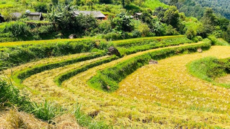 Mùa vàng trên “miền cổ tích” Ngọc Chiến