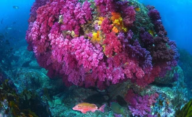 San hô mềm ở Hàn Quốc suy yếu, nguy cơ sụp đổ hệ sinh thái biển