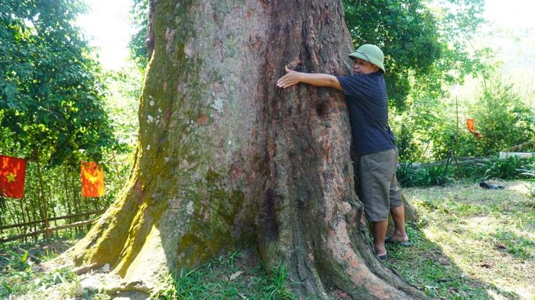 “Thần mộc” lim xanh nghìn năm tuổi ở Bắc Ninh, 6-7 người mới ôm trọn gốc