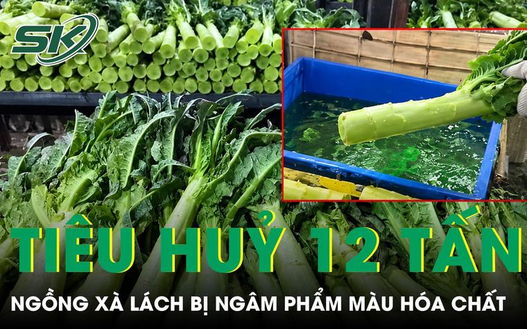 Trung Quốc tiêu hủy gần 12 tấn ngồng xà lách bị ngâm phẩm màu hóa chất